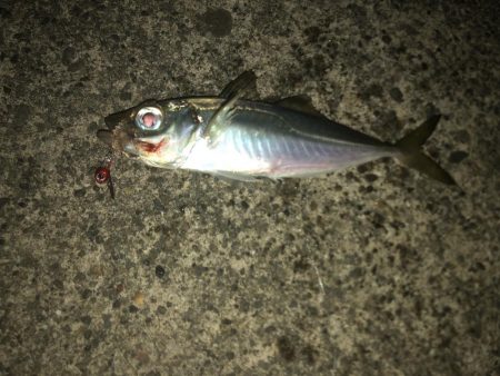 アジもサイズがダウン